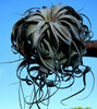 BEST SELLER Xerographica Super Curly Queen .+*+. Air Plant Easy Care Houseplant | Mini, Small, Large, XL and GIANT | Tillandsia!