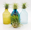 Tillandsia Ionantha Rubra Air Plant .+*+. Easy Care | Blushes Bright Pink & Red | Terrariums | Wedding Favors | Miniatures | Fair Gardens