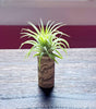Tillandsia Ionantha Rubra Air Plant .+*+. Easy Care | Blushes Bright Pink & Red | Terrariums | Wedding Favors | Miniatures | Fair Gardens