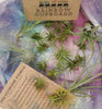 LIVE Air Plant Gift Box .+*+. Small, Medium, & Large Tillandsia + Holders in every order | Easy Care | Gift for Plant Lovers | Gift Wrapped!