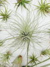 LIVE Air Plant Gift Box .+*+. Small, Medium, & Large Tillandsia + Holders in every order | Easy Care | Gift for Plant Lovers | Gift Wrapped!