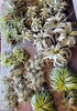 LIVE Air Plant Gift Box .+*+. Small, Medium, & Large Tillandsia + Holders in every order | Easy Care | Gift for Plant Lovers | Gift Wrapped!