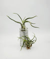 CURLY Caput Medusa Air Plant .+*+. Live Tillandsia | Octopus Plant | Medusa's Head | Live Air Plant | Modern Home Decor