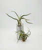 CURLY Caput Medusa Air Plant .+*+. Live Tillandsia | Octopus Plant | Medusa's Head | Live Air Plant | Modern Home Decor