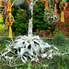 BEST SELLER Xerographica Super Curly Queen .+*+. Air Plant Easy Care Houseplant | Mini, Small, Large, XL and GIANT | Tillandsia!