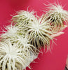 RARE Tillandsia Tectorum .+*+. Native to Ecuador | LIVE Plant | Fluffy Snow Ball Air Plant | Modern Home Décor | Easy Care!