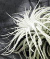 RARE Tillandsia Tectorum .+*+. Native to Ecuador | LIVE Plant | Fluffy Snow Ball Air Plant | Modern Home Décor | Easy Care!