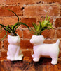Air Plant Holder .+*+. Dog, Cat, Meditation, Happy Cheering Human, and Dog with Owner | Minimalist | Plant Lover Gift Idea