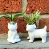 Air Plant Holder .+*+. Dog, Cat, Meditation, Happy Cheering Human, and Dog with Owner | Minimalist | Plant Lover Gift Idea