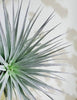 Air Plant BEGINNERS Box * Rainbow Cupboard * Easy Care Plants - Guatemala, Mexico, Tectorum, Moonlight, Xerographica, Houston