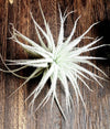 Air Plant BEGINNERS Box * Rainbow Cupboard * Easy Care Plants - Guatemala, Mexico, Tectorum, Moonlight, Xerographica, Houston