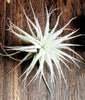 Air Plant BEGINNERS Box * Rainbow Cupboard * Easy Care Plants - Guatemala, Mexico, Tectorum, Moonlight, Xerographica, Houston