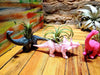 Dinosaur Air Plant Holders .+*+.  Rainbow of Colors! Trending Now | Brachiosaurus & Triceratops Options | Air Plants/Potted Plants!