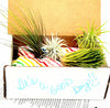 LIVE Air Plant Gift Box .+*+. Small, Medium, & Large Tillandsia + Holders in every order | Easy Care | Gift for Plant Lovers | Gift Wrapped!