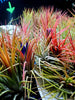 Tillandsia Ionantha Ionantha AKA Guatemala Air Plant- HousePlant, Easy Care, Small, Medium, XL, Indoor Plant, Bromeliad - Singles and 3 Pack
