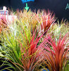 LIVE Air Plant Gift Box .+*+. Small, Medium, & Large Tillandsia + Holders in every order | Easy Care | Gift for Plant Lovers | Gift Wrapped!