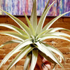 Grey Velvet Leaf Tillandsia Harrisii Air Plant .+*+. Easy Care | Thick | Fuzzy Curved Leaves!