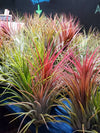 Tillandsia Ionantha Ionantha AKA Guatemala Air Plant- HousePlant, Easy Care, Small, Medium, XL, Indoor Plant, Bromeliad - Singles and 3 Pack