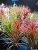 Tillandsia Ionantha Ionantha AKA Guatemala Air Plant- HousePlant, Easy Care, Small, Medium, XL, Indoor Plant, Bromeliad - Singles and 3 Pack