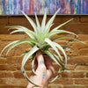 Grey Velvet Leaf Tillandsia Harrisii Air Plant .+*+. Easy Care | Thick | Fuzzy Curved Leaves!