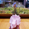 Dinosaur Air Plant Holders .+*+.  Rainbow of Colors! Trending Now | Brachiosaurus & Triceratops Options | Air Plants/Potted Plants!