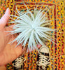 RARE Tillandsia Tectorum .+*+. Native to Ecuador | LIVE Plant | Fluffy Snow Ball Air Plant | Modern Home Décor | Easy Care!