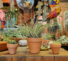 Terracotta POTS for all plants .+*+. Two Sizes | Option with Air Plant | Gift Idea | Easy Care | Rainbow Cupboard!