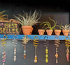 Terracotta POTS for all plants .+*+. Two Sizes | Option with Air Plant | Gift Idea | Easy Care | Rainbow Cupboard!