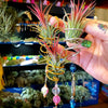 Handmade BEADED Air Plant Hanger + Air Plant for Wall .+*+. Window or Fridge | One Of a Kind | Perfect Gift!