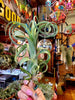 RARE Curly Slim AIR Plant (Intermediate X Steptophylla) .+*+. Xl Air Plant | Collectors Plant | Whimsical Curls for days!
