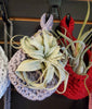 Nest Hanging Planter for Air Plants, Succulents, Houseplants .+*+. Macrame Cozy Nests for your Plants! .+*+.