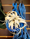 Nest Hanging Planter for Air Plants, Succulents, Houseplants .+*+. Macrame Cozy Nests for your Plants! .+*+.