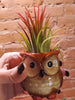 OWL Air Plant Holder .+*+. Fall Decor | Ceramic | Option With Plant | Send a Fall Gift!