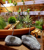 Feather Rock Air Plant  Wire Stand .+*+.  Light Weight | Option With Air Plant | Easy Care | Gift Idea | Trending Now!